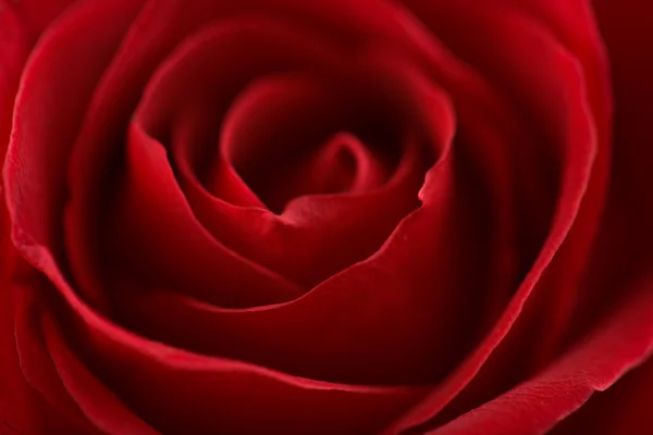 빨간 로즈의 매크로 — 스톡 사진