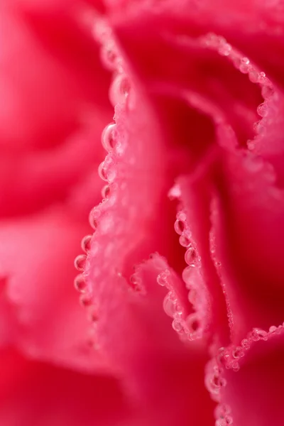 Carnation blomma med vatten droppar — Stockfoto