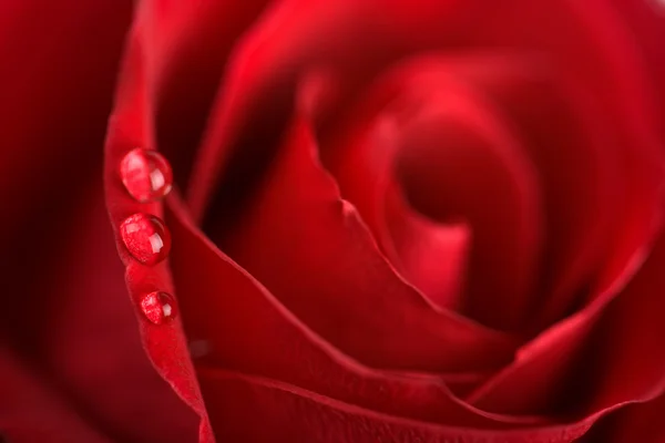 Rosa rossa con goccioline d'acqua — Foto Stock