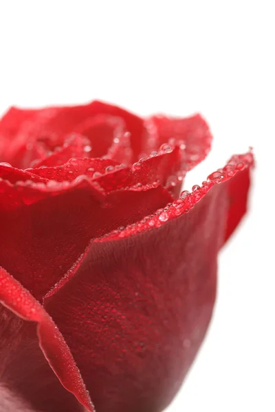 Rosa roja con gotas de agua aisladas — Foto de Stock