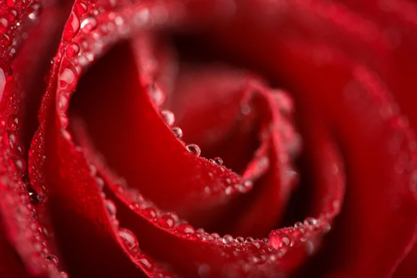 젖은 붉은 장미의 매크로 — 스톡 사진