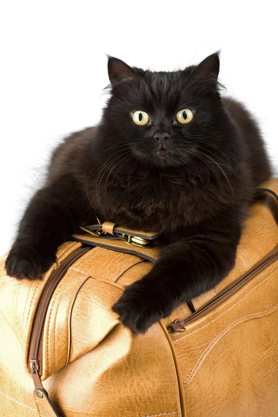 stock image Black cat on a leather bag isolated