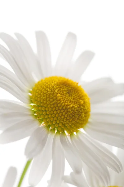 Красива квітка ромашки ізольована — стокове фото