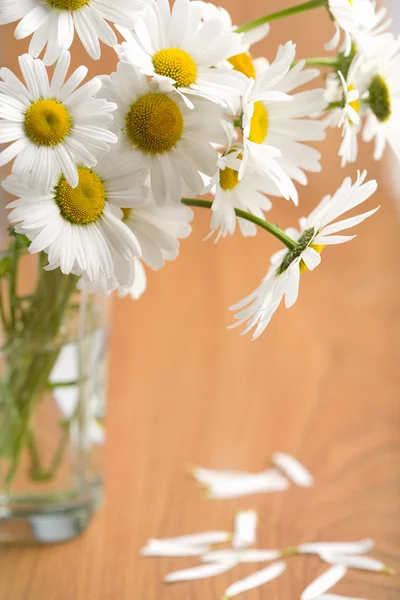 stock image Bouquet of beautiful camomiles