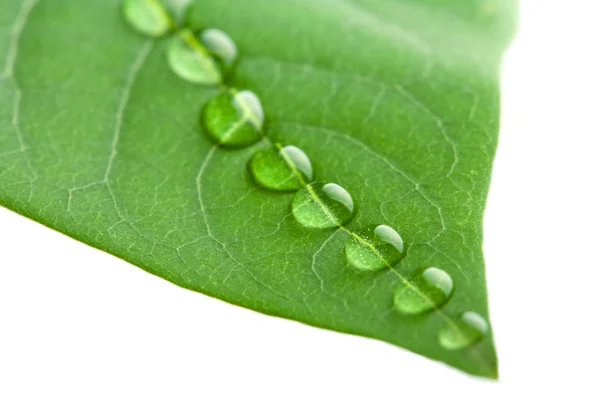 Zelený list s kapičkami vody izolované — Stock fotografie