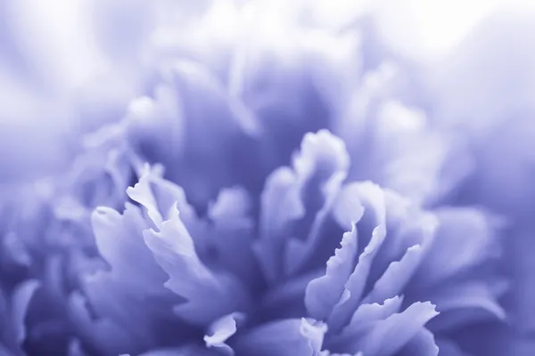 Blaue Pfingstrose Blume - abstrakter Hintergrund — Stockfoto