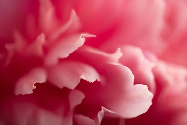 抽象粉红牡丹花卉 — 图库照片