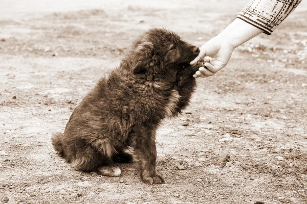 Solitario cane senzatetto e mano umana — Foto Stock
