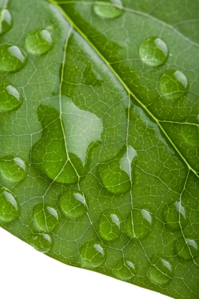 Vers blad met waterdruppeltjes geïsoleerd — Stockfoto