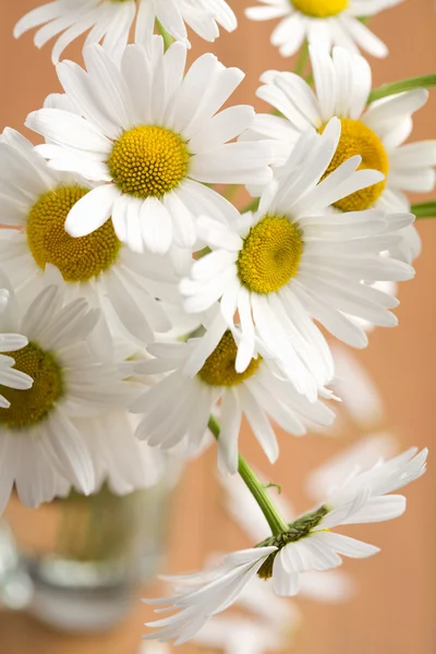 stock image Bouquet of beautiful camomiles