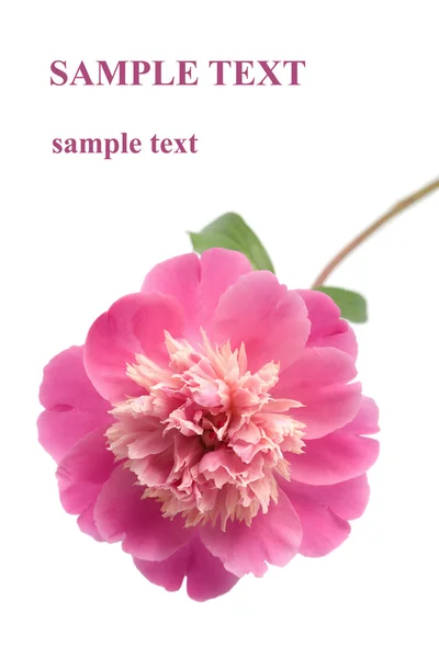 Schöne rosa Pfingstrose Blume isoliert — Stockfoto