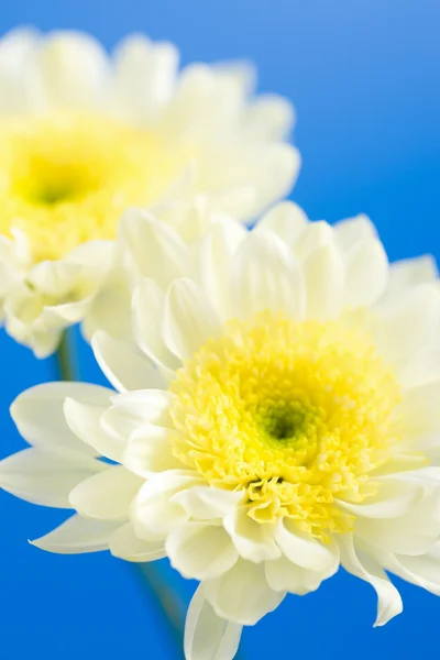 Daisies in the sky — Stock Photo, Image