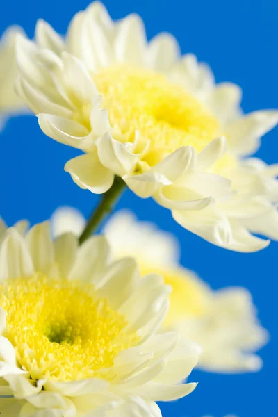 Bílé a žluté sedmikrásky — Stock fotografie