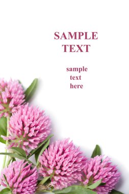 Frame of pink clover flowers isolated clipart