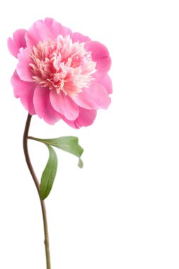 Pink peony flower isolated clipart