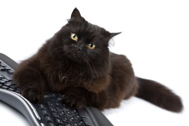 izole klavye üzerinde sevimli siyah kedi