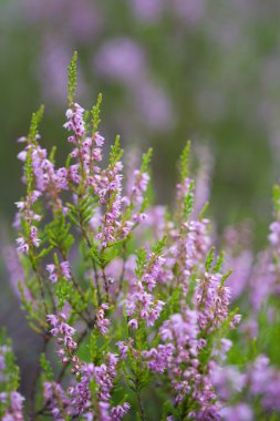 Heather field background clipart