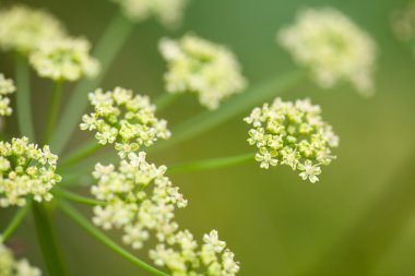 Fennel flower in the field clipart