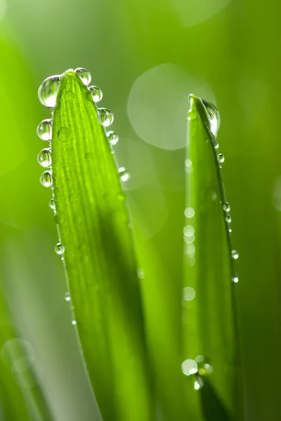 Frisches nasses Gras Hintergrund — Stockfoto