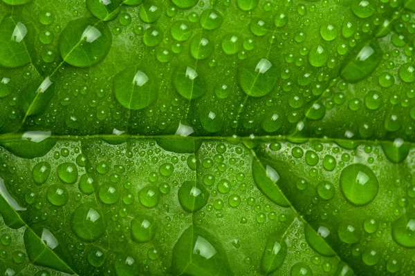Φρέσκα πράσινα φύλλα με σταγονίδια νερού — Φωτογραφία Αρχείου