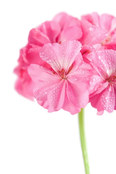 Vízcseppek muskátli virág — Stock Fotó