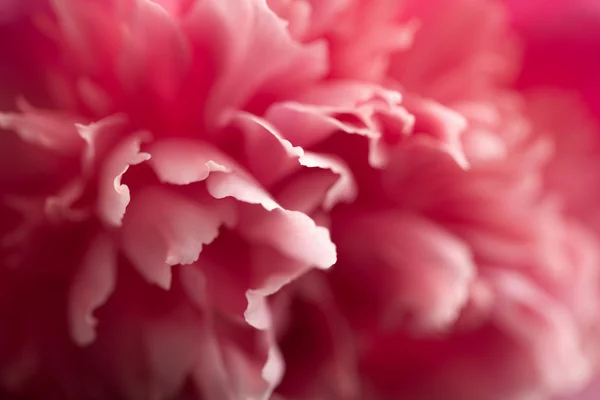 抽象粉红牡丹花卉背景 — 图库照片