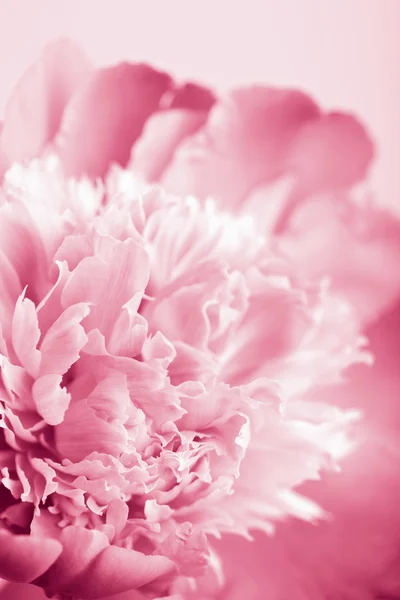 Rosa Pfingstrose Blume isoliert — Stockfoto