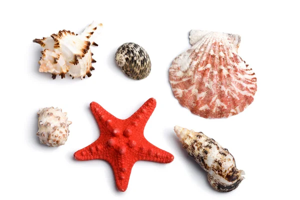Conchas marinhas isoladas — Fotografia de Stock
