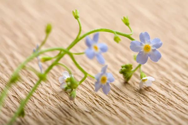 Forget me not flower over recycled paper — Stock Photo, Image