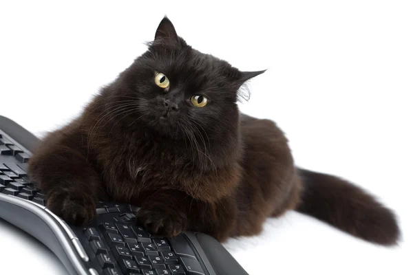 分離キーボード上のかわいい黒い猫 — ストック写真