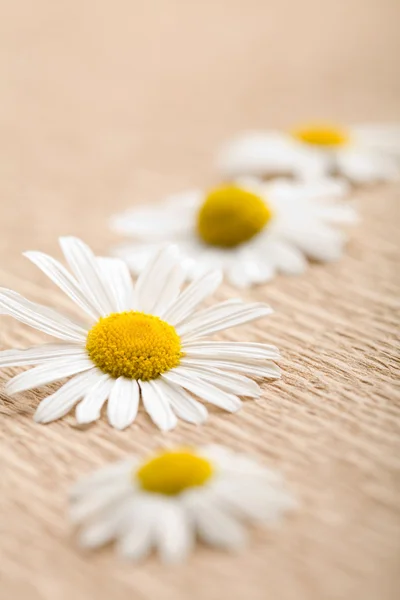 Camomile flower over recycled paper — Stock Photo, Image