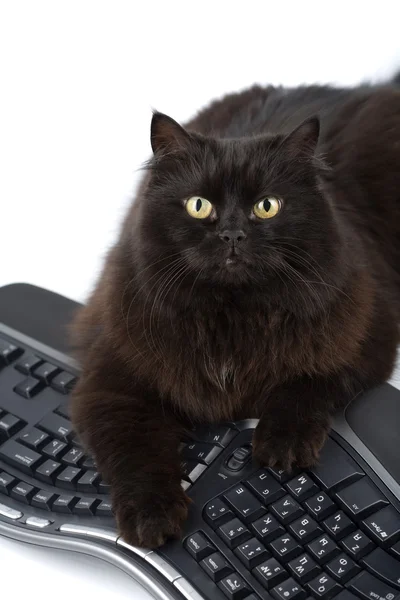 Lindo gato negro sobre teclado aislado — Foto de Stock