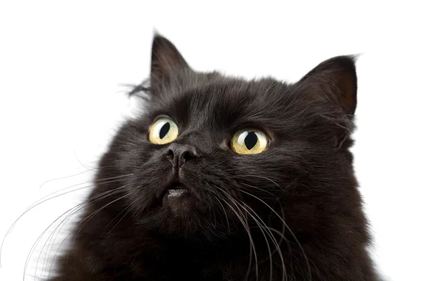 Yüzü sevimli siyah kedi izole — Stok fotoğraf