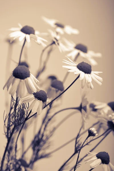 Άνθη χαμομηλιού — Φωτογραφία Αρχείου