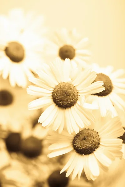 카모마일 꽃 톤 옐로우 — 스톡 사진