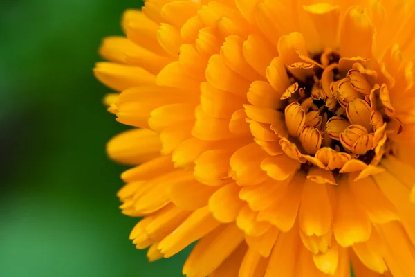 Flor amarela no campo — Fotografia de Stock