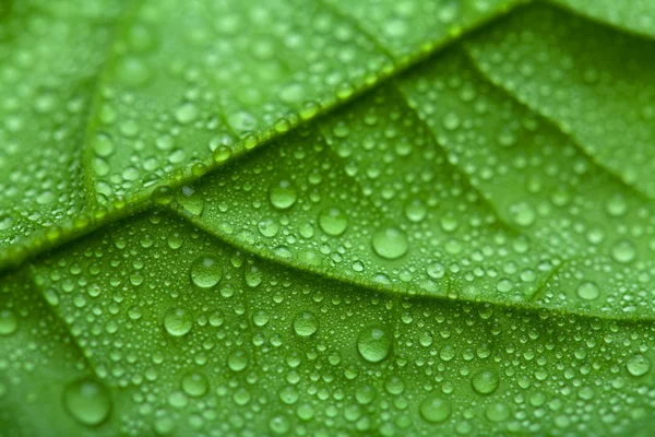 Čerstvý zelený list s vodou kapky — Stock fotografie