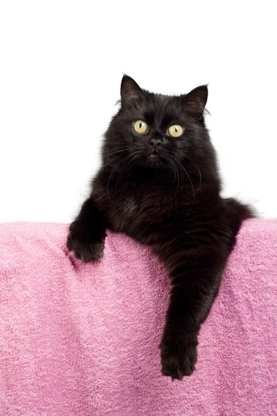 Schattig zwarte kat geïsoleerd — Stockfoto