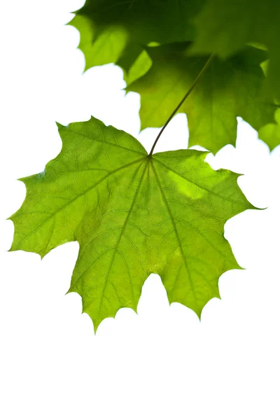 Esdoornbladeren geïsoleerd — Stockfoto