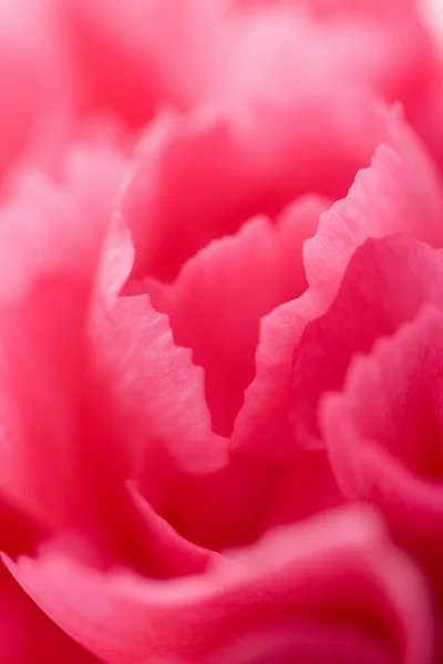 Carnation blomma bakgrund — Stockfoto