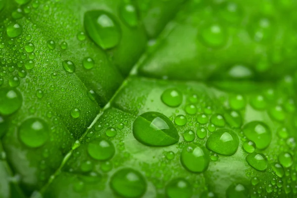 Feuille verte fraîche avec gouttelettes d'eau — Photo