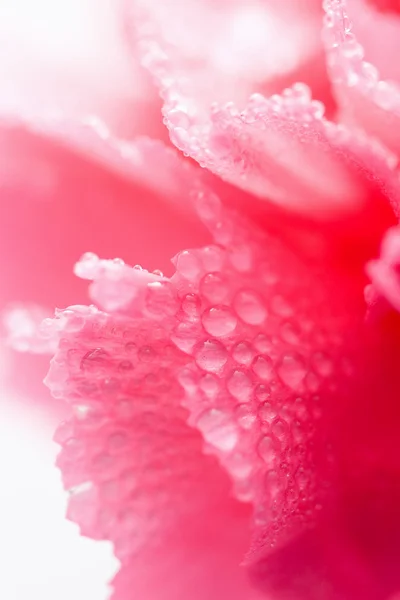水でピンクのカーネーションの花 — ストック写真