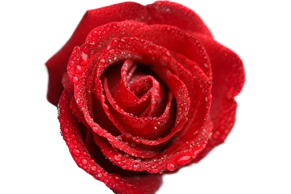 Hermosa rosa húmeda aislada —  Fotos de Stock