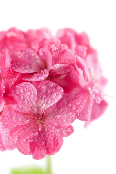 Macro de flor de gerânio rosa — Fotografia de Stock
