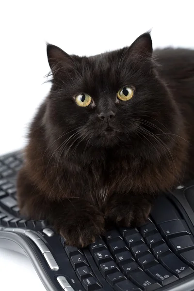 Schattig zwarte kat over toetsenbord geïsoleerd — Stockfoto