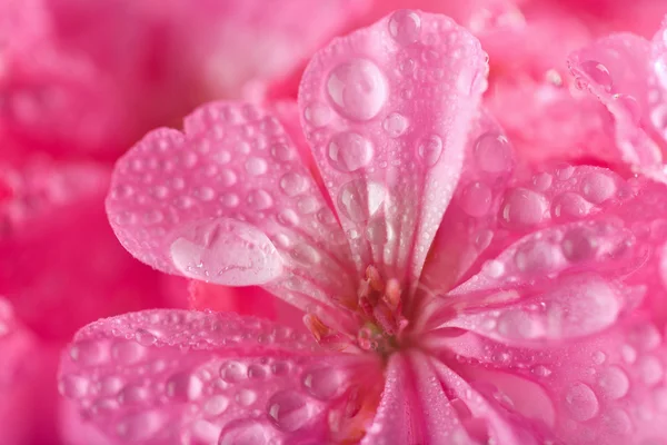 Macro of pink geranium with water — Stock Photo, Image
