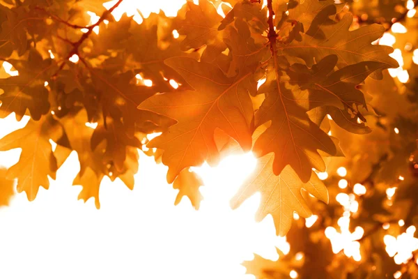 秋天的树叶被隔绝的帧 — 图库照片