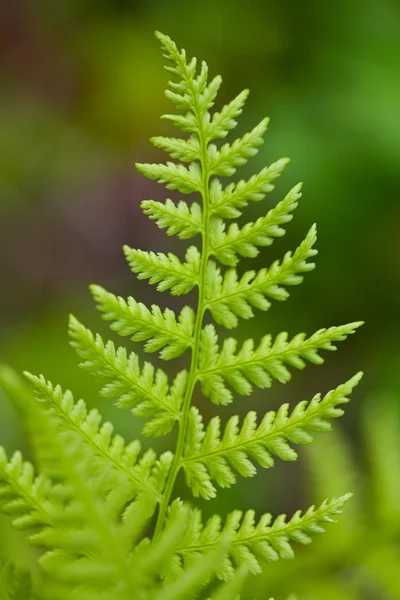 Groene plant achtergrond — Stockfoto