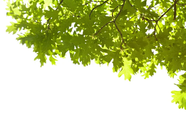 Рамка из дубовых листьев изолирована — стоковое фото