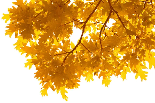 Cadre de feuilles d'automne isolé — Photo